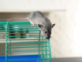 Mäusekäfig Haltung