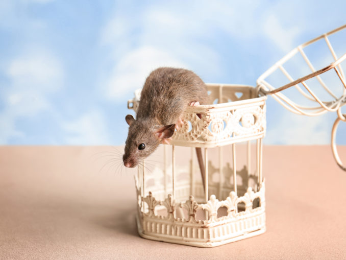 Mäuse kaufen – Anschaffung der eigenen Maus › Mäuse Magazin